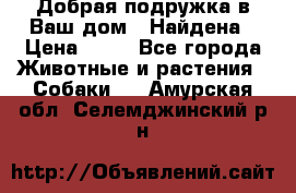 Добрая подружка,в Ваш дом!!!Найдена › Цена ­ 10 - Все города Животные и растения » Собаки   . Амурская обл.,Селемджинский р-н